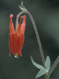 Columbine with Dew Drop at Hurricane Ridge  Olympic National Park  Washington  USA