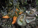 Orange Sea Star and Giant Green Anemones  Shi Shi Beach  Olympic National Park  Washington  USA
