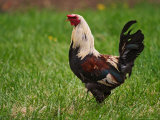 Rooster  Pioneer Homestead  Great Smoky Mountains  North Carolina  USA
