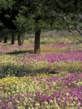 Sand Verbena and Brown-Eyed Primrose  Texas  USA