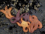 Seastars with Barnacle-Encrusted Mussels  Shi Shi Beach  Olympic National Park  Washington  USA