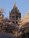 Blooming Cherry Trees at the University of Washington  Seattle  Washington  USA