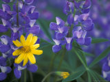 Lupine and Arnica  Olympic National Park  Washington  USA