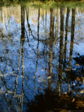 Autumn Reflections in Creek  Great Smoky Mountains National Park  North Carolina  USA