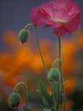 Shirley Mixed Poppy in Port Townsend  Washington  USA