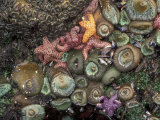 Sea Stars and Giant Green Anemones  Shi Shi Beach  Olympic National Park  Washington  USA