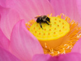 Perry's Water Garden  Lotus Blossom and Bee  Franklin  North Carolina  USA