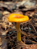 Mushroom in the Understory of a Softwood Forest  Green Mountains  Vermont  USA