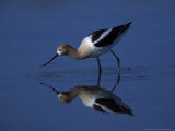 Male American Avocet in Saltwater Pool  Antelope Island State Park  Great Salt Lake  Utah  USA