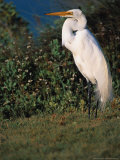 Great Egret  Texas  USA
