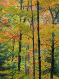 Northern Hardwood Forest in Fall  Green Mountain National Forest  Vermont  USA
