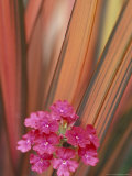 Verbena and New Zealand Flax  Sammamish  Washington  USA