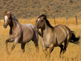 Ranch Living at The Ponderosa Ranch  Seneca  Oregon  USA