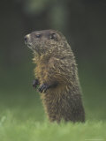Groundhog Woodchuck  Great Smoky Mountains National Park  Tennessee  USA