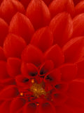 Red Dahlia Petals  Bellevue Botanical Garden  Washington  USA