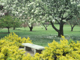 Flowering Trees with Memorial Bench  Yakima Area Arboretum  Washington  USA