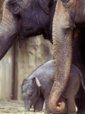 Baby Elephant Eating Hay at Feet of Adult Elephants  Oregon Zoo  Portland  USA