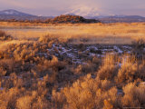 Mount Shasta from Tule Lakes  Kalamath Falls National Wildlife Reserve  Oregon  USA