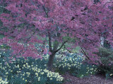 Ohame Cherry Tree in Bloom  Seattle Arboretum  Washington  USA
