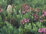 Western Anemone Fruit Head  Pink Mountain Heather  Mt Rainier National Park  Washington  USA