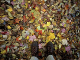 Fall Foliage on Forest Floor in White Mountains  New Hampshire  USA