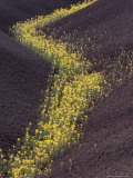 Yellow Flowers Follow Streambed in Painted Hills National Monument  Oregon  USA