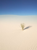 White Sand Dunes with Yucca Plant  White Sands National Monument  New Mexico  USA