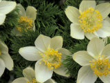 Western Anemone Flowers  Mt Rainier National Park  Washington  USA