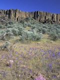 Blooming Phlox  Larkspur and Columnar Basalt  Columbia Natonal Wildlife Refuge  Washington  USA