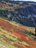 Autumn Color on Mountain Slope  Mt Rainier National Park  Washington  USA