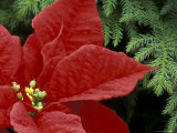 Red Poinsettia and Fir Bow  Washington  USA