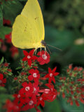 Cloudless Sulphur on Red Star Duster  Woodland Park Zoo  Washington  USA