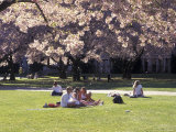 Cherry Blossoms and Trees in the Quad  University of Washington  Seattle  Washington  USA