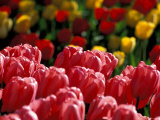Tulips at Roozengaarde Display Garden  Mount Vernon  Skagit Valley  Washington  USA
