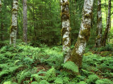 Red Alder  Mt Rainier National Park  Washington  USA