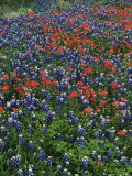 Bluebonnets  Hill Country  Texas  USA
