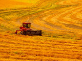 Combine Swathing Crop  Palouse  Washington  USA