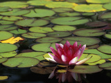 Water Lily Bloom  Woodland Park Rose Garden  Seattle  Washington  USA