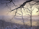Snow-Covered Trees at Sunset  Cades Cove  Great Smoky Mountains National Park  Tennessee  USA