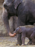 Mother Elephant Helps Feed Calf  Oregon Zoo  Portland  Oregon  USA