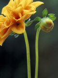 Dahlia Detail in the Bellevue Botanical Garden  Bellevue  Washington  USA