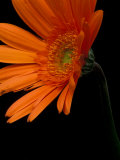 Gerbera Daisy  Washington  USA