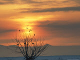 Bald Eagles in Willow Tree at Layton Marshes  Great Salt Lake  Utah  USA