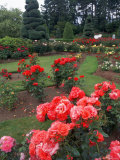 Rose Garden of the Woodland Park Zoo  Seattle  Washington  USA
