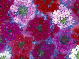 Verbena Floating Flowers  Sammamish  Washington  USA