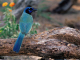 Green Jay  Texas  USA