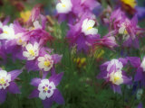 Columbine  Salem  Oregon  USA