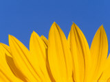 Sunflower in Blue Sky  Seattle  Washington  USA