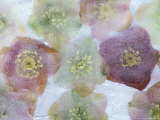 Heliborus Encased in Ice  Sammamish  Washington  USA