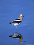 Male American Avocet in Saltwater Pool  Antelope Island State Park  Great Salt Lake  Utah  USA